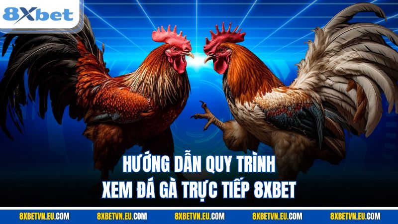 Hướng dẫn quy trình xem đá gà trực tiếp 8XBET