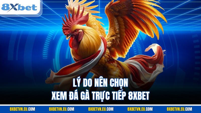 Lý do nên chọn xem đá gà trực tiếp 8XBET